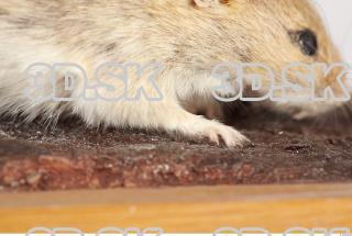 Mouse-Mus musculus 0030